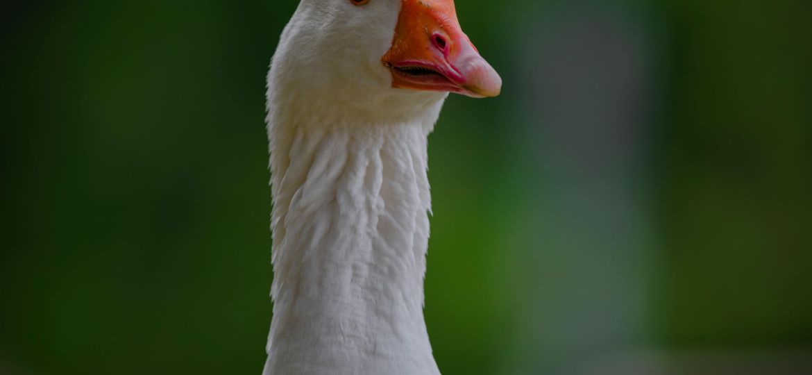 Aflac