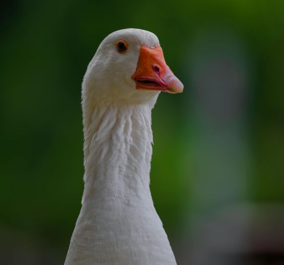 Aflac